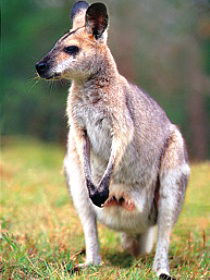 Venman Bushland National Park - Inverell Accommodation 0