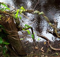 Mogo Bushwalk - Inverell Accommodation