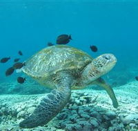 Flinders Reef Dive Site - Inverell Accommodation