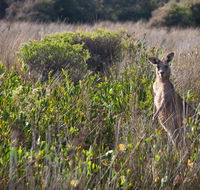 Murramarang Aboriginal Area walking track - Inverell Accommodation