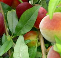 Fruit Salad Tree Company - Inverell Accommodation