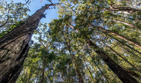 Brimbin Nature Reserve - Inverell Accommodation 3