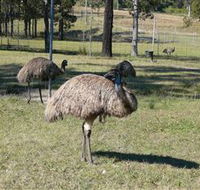 Glen Ian Ostrich and Emu Farm - Inverell Accommodation