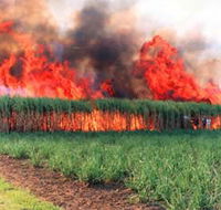Reeves Family Sugar Cane Farm - Inverell Accommodation