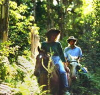 Clarendon Forest Retreat Horse Riding - Inverell Accommodation