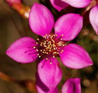 Flora - Inverell Accommodation