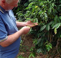 Wombah Coffee Plantation - Inverell Accommodation