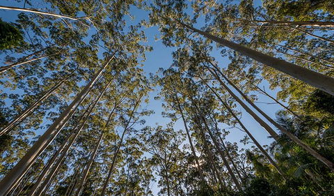 Queens Lake Nature Reserve - Inverell Accommodation 2