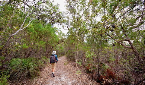 Angophora Grove Walking Track - Inverell Accommodation 1