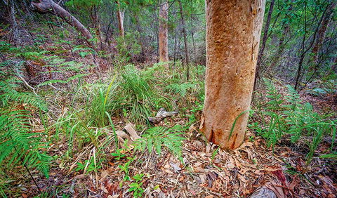 Angophora Grove Walking Track - Inverell Accommodation 2