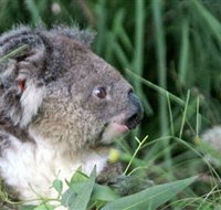 Koala Hospital - Inverell Accommodation