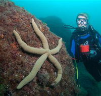 Cook Island Dive Site - Inverell Accommodation