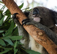 Macquarie Nature Reserve - Inverell Accommodation