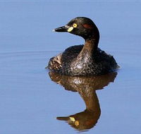 Panboola Wetlands - Inverell Accommodation