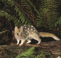 Tarkine Forest Reserve - Inverell Accommodation