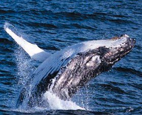 Australian Spirit Sailing Company - Inverell Accommodation 6