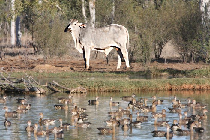 Warenda QLD Inverell Accommodation