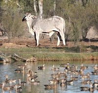 Natural Encounters Trail - Inverell Accommodation