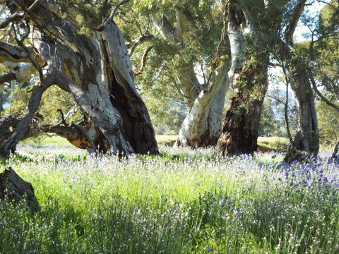 Aussie Heritage Tours - Inverell Accommodation 5