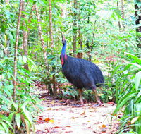 Daintree Safaris - Inverell Accommodation