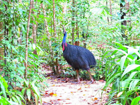 Daintree Safaris - Inverell Accommodation 0