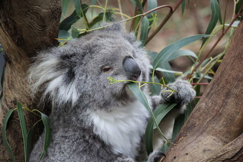 Oceania Tours And Safaris - Inverell Accommodation 1