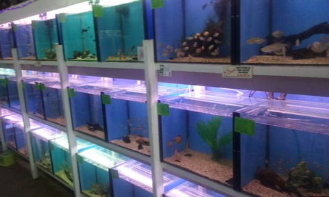 Summerland Aquarium - Inverell Accommodation 1