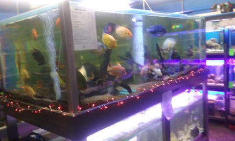 Summerland Aquarium - Inverell Accommodation 2