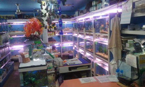 Summerland Aquarium - Inverell Accommodation 3