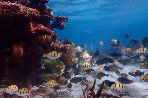 Lagoon Explorer - Ningaloo Reef Full-Day Kayaking And Snorkeling Adventure - Inverell Accommodation 6