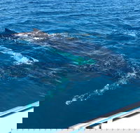 Busselton Whale Watching - Inverell Accommodation