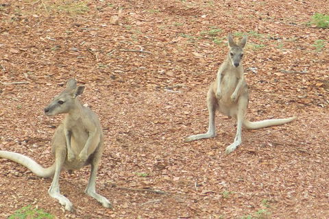Lake Argyle Morning Cruise - Inverell Accommodation 9
