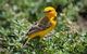 Lake Argyle Birdwatching Charter - thumb 1