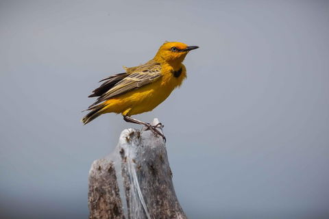 Lake Argyle Birdwatching Charter - Inverell Accommodation 0