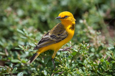 Lake Argyle Birdwatching Charter - Inverell Accommodation 5
