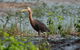 Lake Argyle Birdwatching Charter - thumb 9