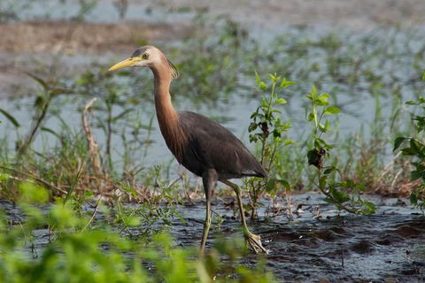 Lake Argyle Birdwatching Charter - Inverell Accommodation 9