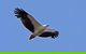 Lake Argyle Birdwatching Charter - thumb 4