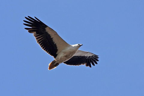Lake Argyle Birdwatching Charter - Inverell Accommodation 4
