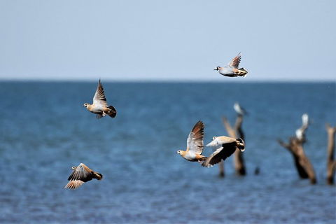 Lake Argyle Birdwatching Charter - Inverell Accommodation 8