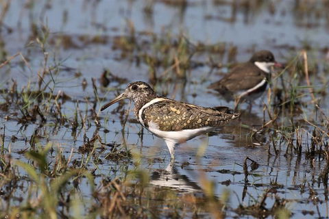 Lake Argyle Birdwatching Charter - Inverell Accommodation 7
