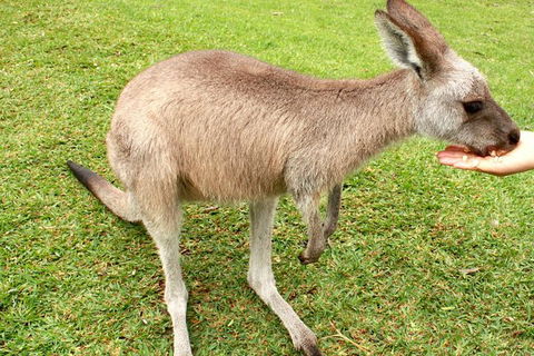 2 Day Exclusively Private Tour Of Phillip Island & The Penguin Parade - Inverell Accommodation 0