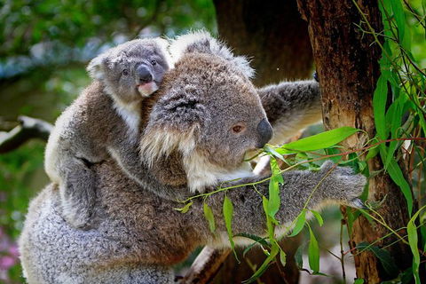 2 Day Exclusively Private Tour Of Phillip Island & The Penguin Parade - Inverell Accommodation 4