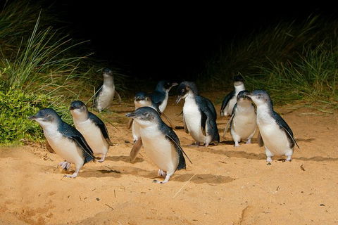 2 Day Exclusively Private Tour Of Phillip Island & The Penguin Parade - Inverell Accommodation 7