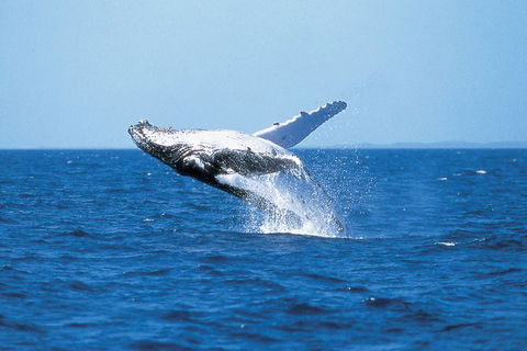 Phillip Island Whale Watching Tour - Inverell Accommodation 3