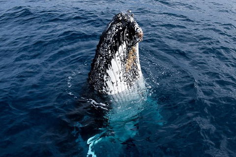 Phillip Island Whale Watching Tour - Inverell Accommodation 6