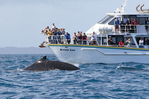 Phillip Island Whale Watching Tour - Inverell Accommodation 2