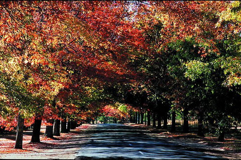 Macedon Ranges Small Group Wine Tour With 2 Course Lunch And Morning Tea - Inverell Accommodation 3