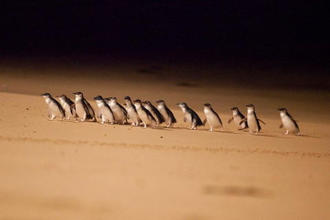 Melbourne Attractions Pass Including Melbourne Zoo, Hop-on Hop-off Bus And SEA LIFE Aquarium - Inverell Accommodation 9