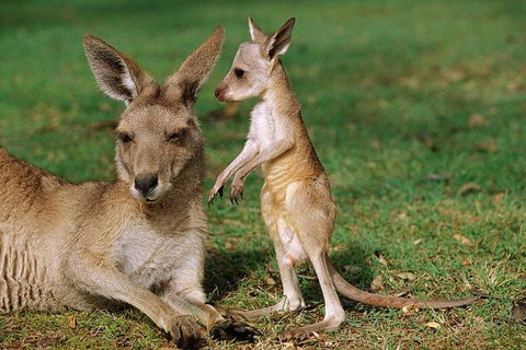 HEALESVILLE SANCTUARY ZOOBUS - MELBOURNE CITY RETURN - Inverell Accommodation 0